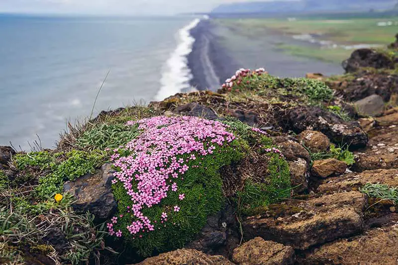 Una imagen horizontal de un pequeño grupo de tomillo rastrero que crece en lo alto de un acantilado con el océano y una playa de arena negra al fondo.