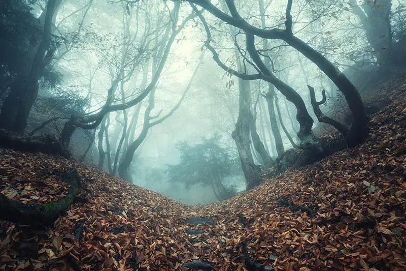 Una imagen horizontal de un bosque de aspecto siniestro con un camino que lo atraviesa en una noche brumosa y nublada.