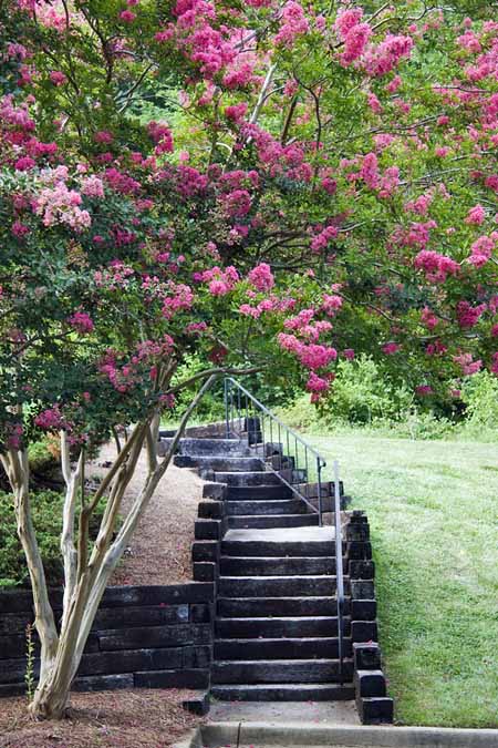 Una imagen vertical de escalones que conducen a través de un jardín, flanqueada por mirtos floridos a la izquierda del marco.