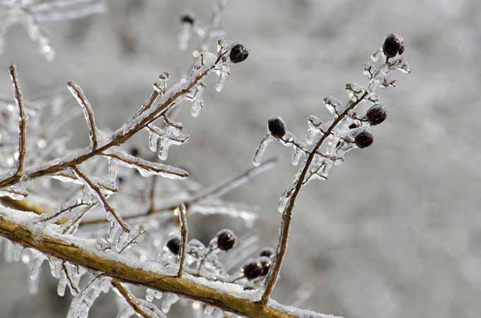 Un primer plano de las ramas de un mirto crepé cubierto de hielo en invierno, representado en un fondo de enfoque suave.
