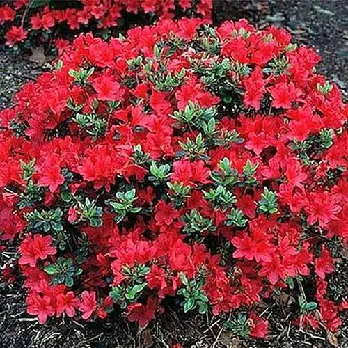 Una imagen cuadrada de cerca de las flores rojas brillantes de Rhododendron 'Crimson Kurume' que crecen en el jardín.