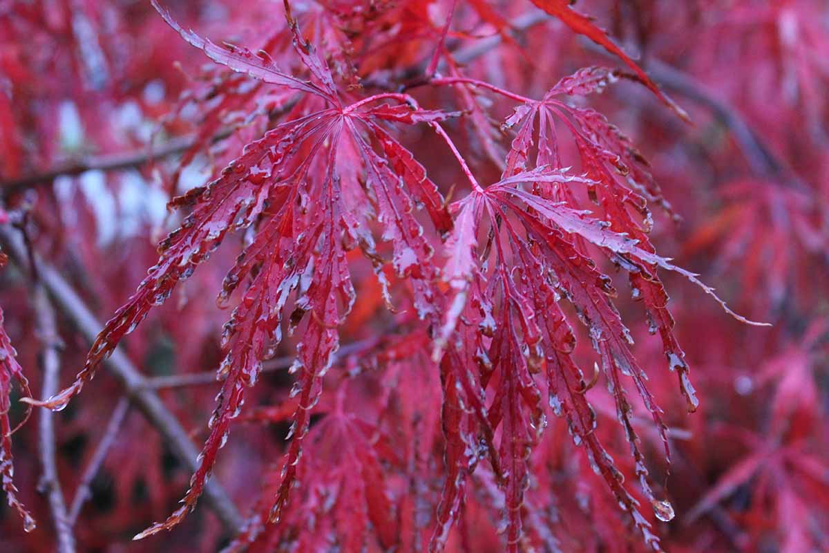 Una imagen horizontal de primer plano del follaje rojo intenso de Acer palmatum var.  dissectum 'Crimson Queen' creciendo en el jardín.