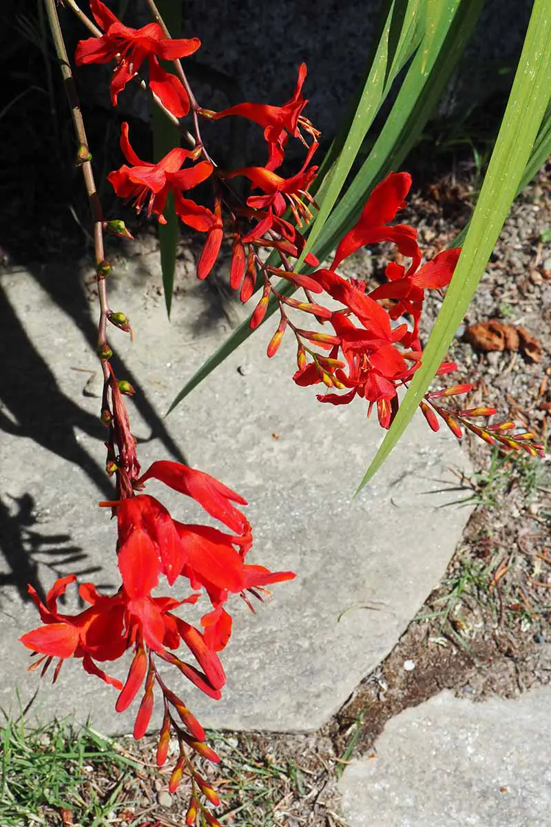 Una imagen vertical de cerca de las flores rojas brillantes de Crocosmia que crecen en un lugar soleado en el jardín.
