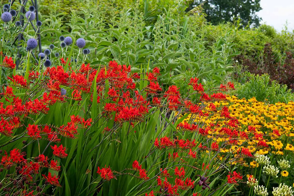 Una imagen horizontal de un borde de jardín colorido con una variedad de flores diferentes en flor.