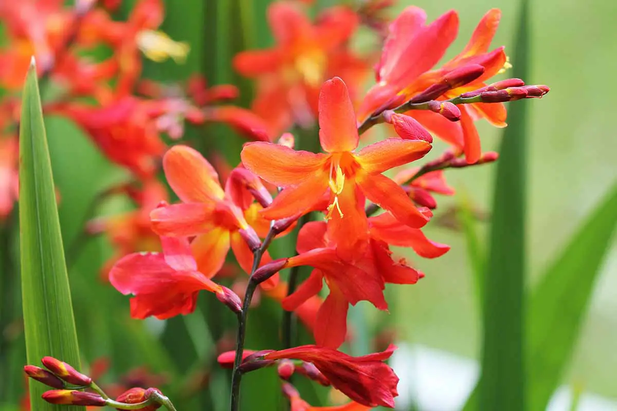 Una imagen horizontal de primer plano de flores de crocosmia rojas brillantes que crecen en el jardín en un fondo de enfoque suave.