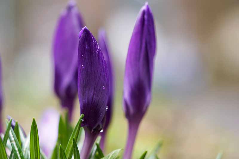 Un primer plano de capullos de azafrán de color púrpura brillante listos para florecer con follaje verde en la parte inferior del marco y un fondo de enfoque suave y claro.