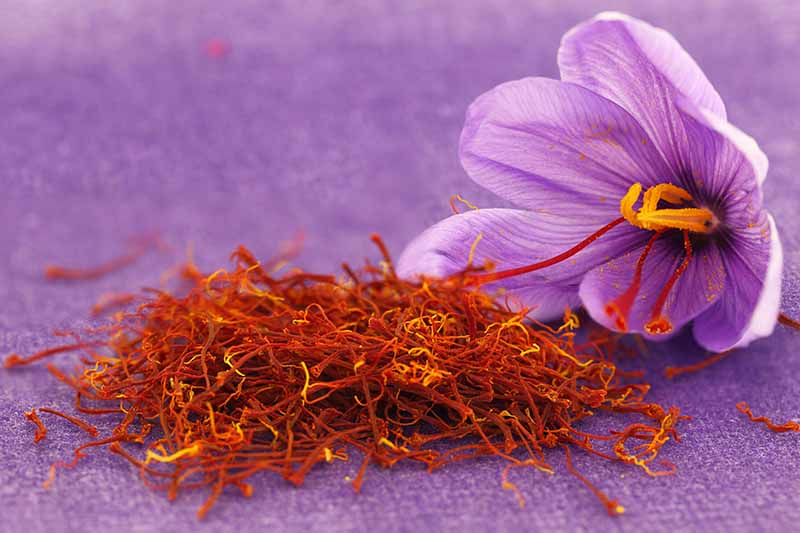 Un primer plano de una flor de azafrán púrpura y un montón de azafrán sobre un fondo púrpura.
