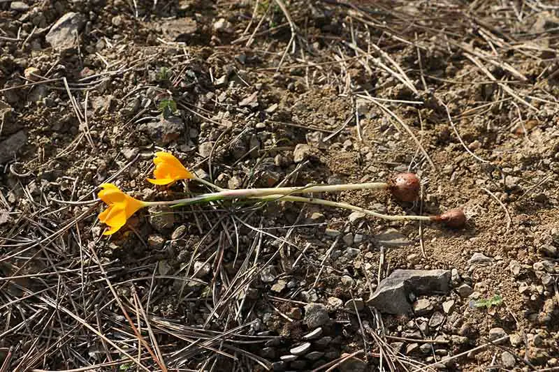 Un primer plano de dos flores de azafrán excavadas en el suelo con los cormos todavía unidos sobre un fondo de suelo a la luz del sol.