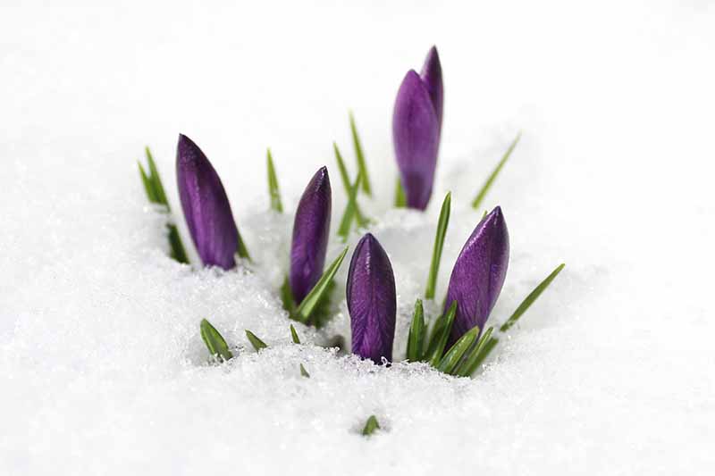 Un primer plano de capullos de azafrán púrpura con follaje verde empujando a través de la nieve desvaneciéndose hasta un enfoque suave en el fondo.