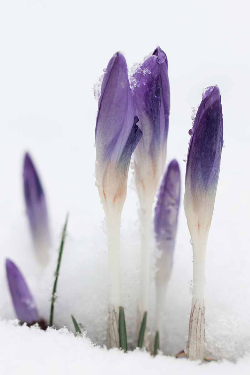 Una imagen vertical de primer plano de capullos de azafrán púrpura que simplemente empujan hacia arriba a través de la nieve, con pequeños brotes verdes sobre un fondo de enfoque suave.