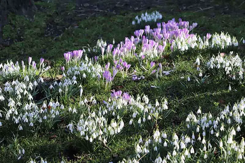 Un campo de flores de azafrán y gotas de nieve que atraviesan el césped a la luz del sol.