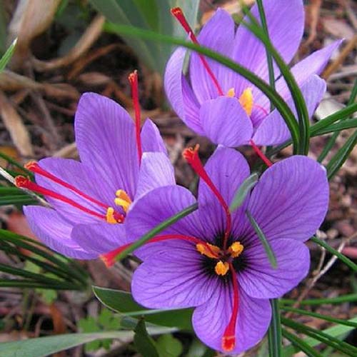 Un primer plano de las flores violetas de C. sativus que crecen en el jardín con largos estambres rojos, rodeadas de follaje verde, desvaneciéndose en el fondo.
