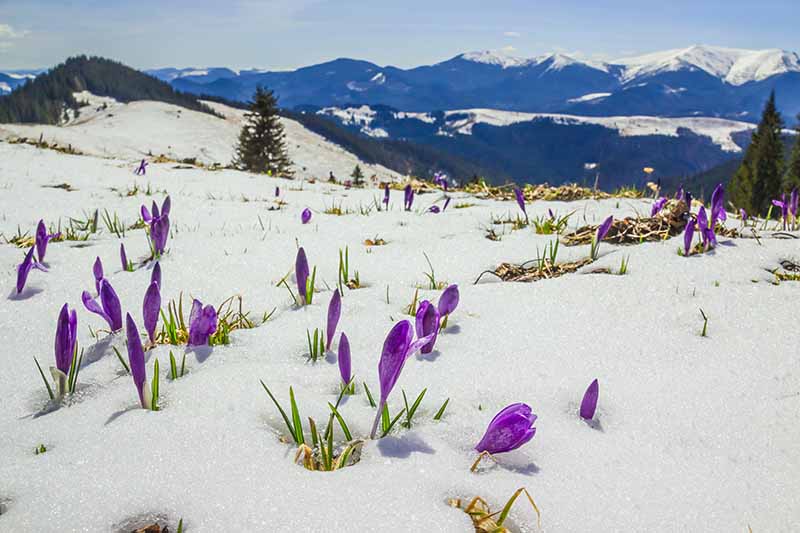 Un paisaje de montaña con flores de azafrán púrpura en primer plano empujando a través de la nieve bajo el sol brillante con árboles y montañas en un enfoque suave en la distancia.