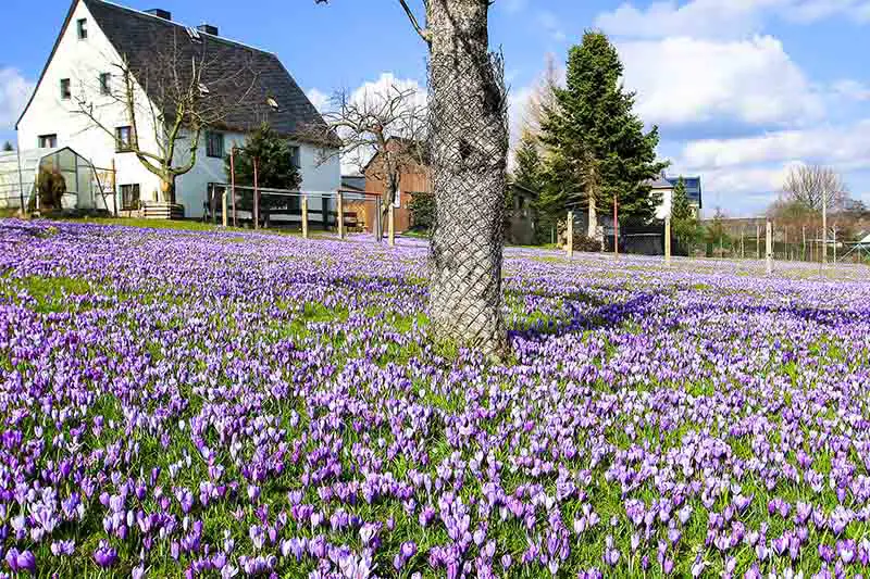 Una casa a la izquierda del encuadre con un césped cubierto de flores de azafrán de color púrpura brillante en primavera, un árbol en el centro del encuadre con una malla protectora alrededor del tronco con el cielo azul de fondo en un día soleado.