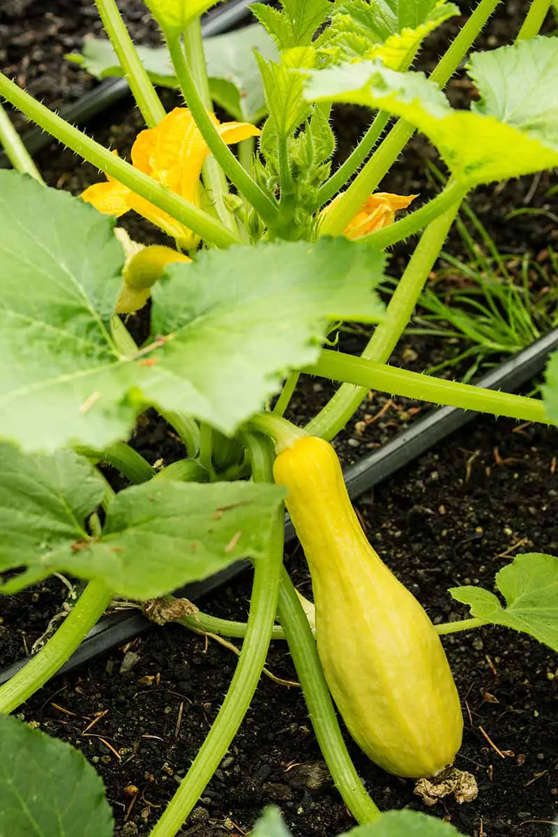 Una imagen vertical de primer plano de calabaza amarilla de cuello torcido que crece en el jardín.