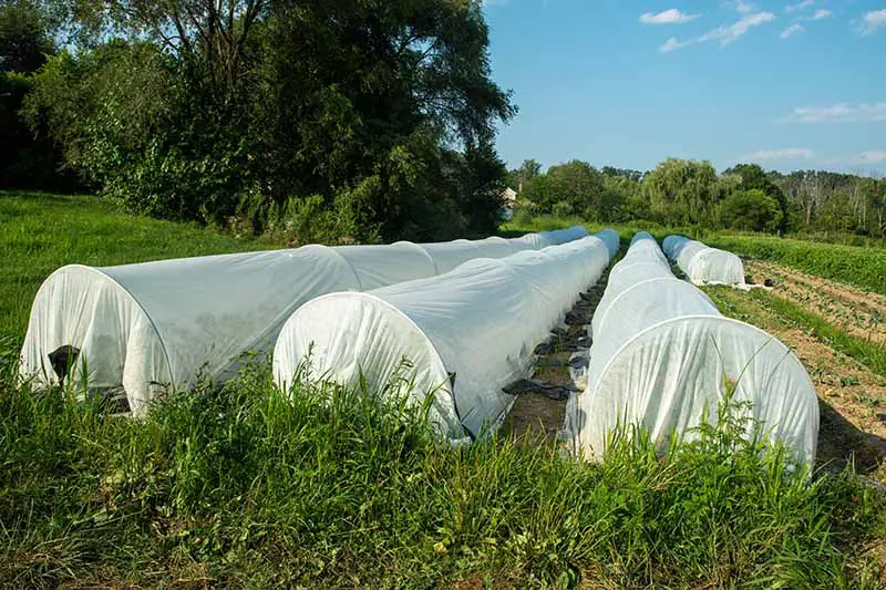 Una imagen horizontal de hileras de cultivos cubiertos con cobertores de hileras flotantes para protegerlos de las plagas y las bajas temperaturas.