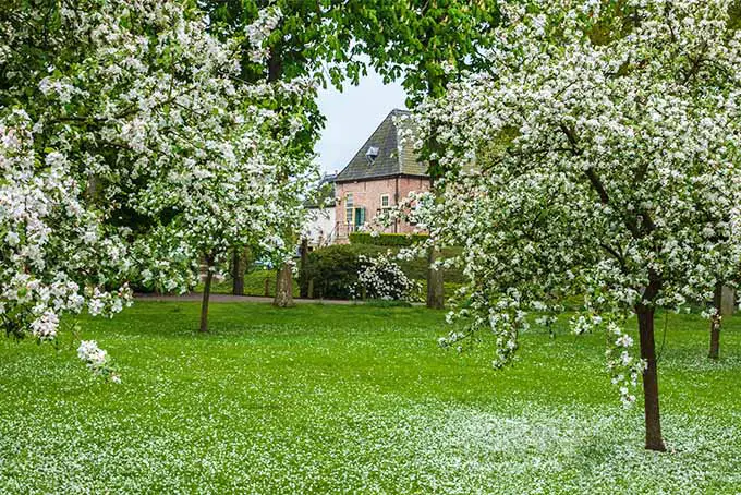 Cuatro manzanos en un patio están en plena floración con sus flores blancas ocultando las ramas detrás.  Al fondo se puede ver una casa rosa con un techo alto y empinado.  El suelo que rodea a los árboles está cubierto con los pétalos que se han caído del árbol.