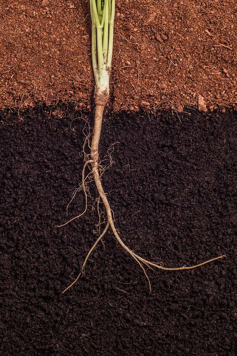 Una imagen vertical de primer plano de una sección transversal del suelo que muestra cómo una raíz se abre camino a través del suelo.