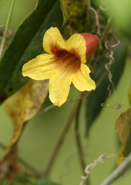 Imagen de primer plano de una flor de vid cruzada amarilla y naranja tubular.