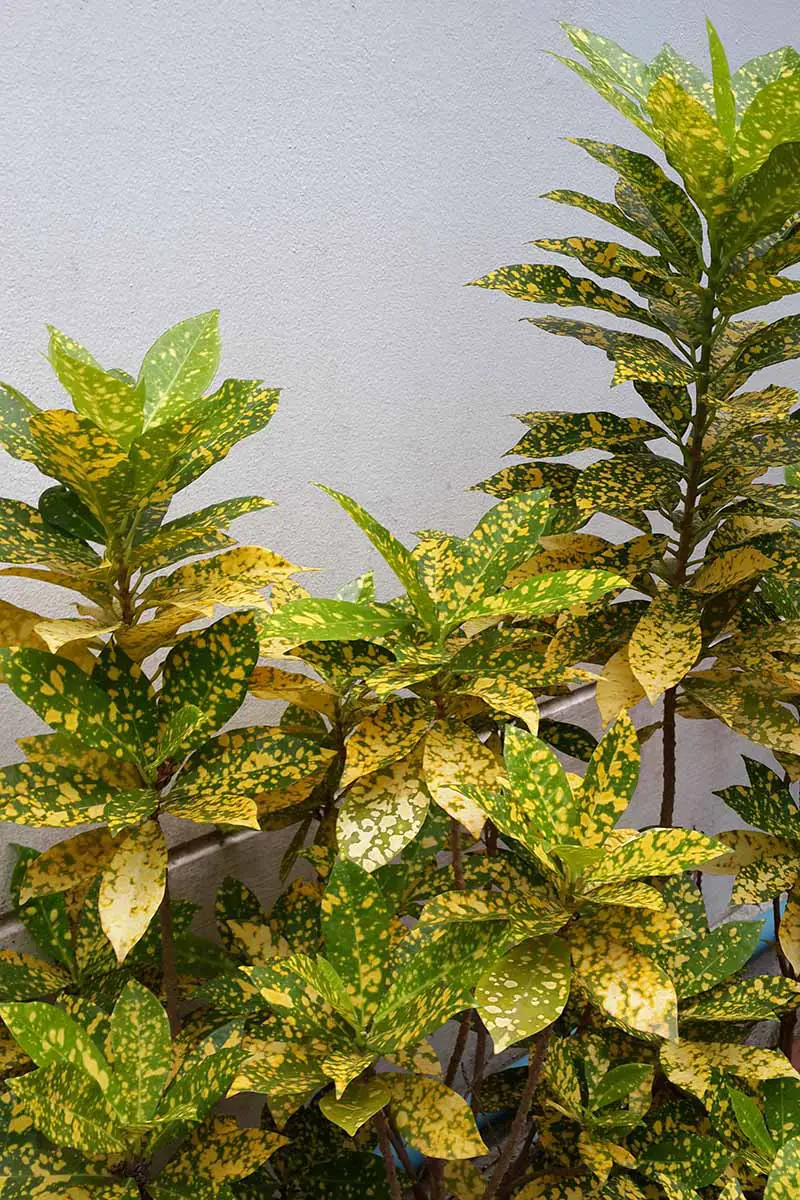 Una imagen vertical de cerca de una gran planta croton verde y amarilla que crece afuera con una pared blanca en el fondo.