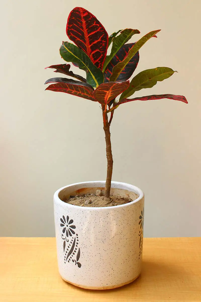 Una imagen vertical de primer plano de una planta croton verde y roja en una pequeña maceta de cerámica colocada sobre una superficie de madera.