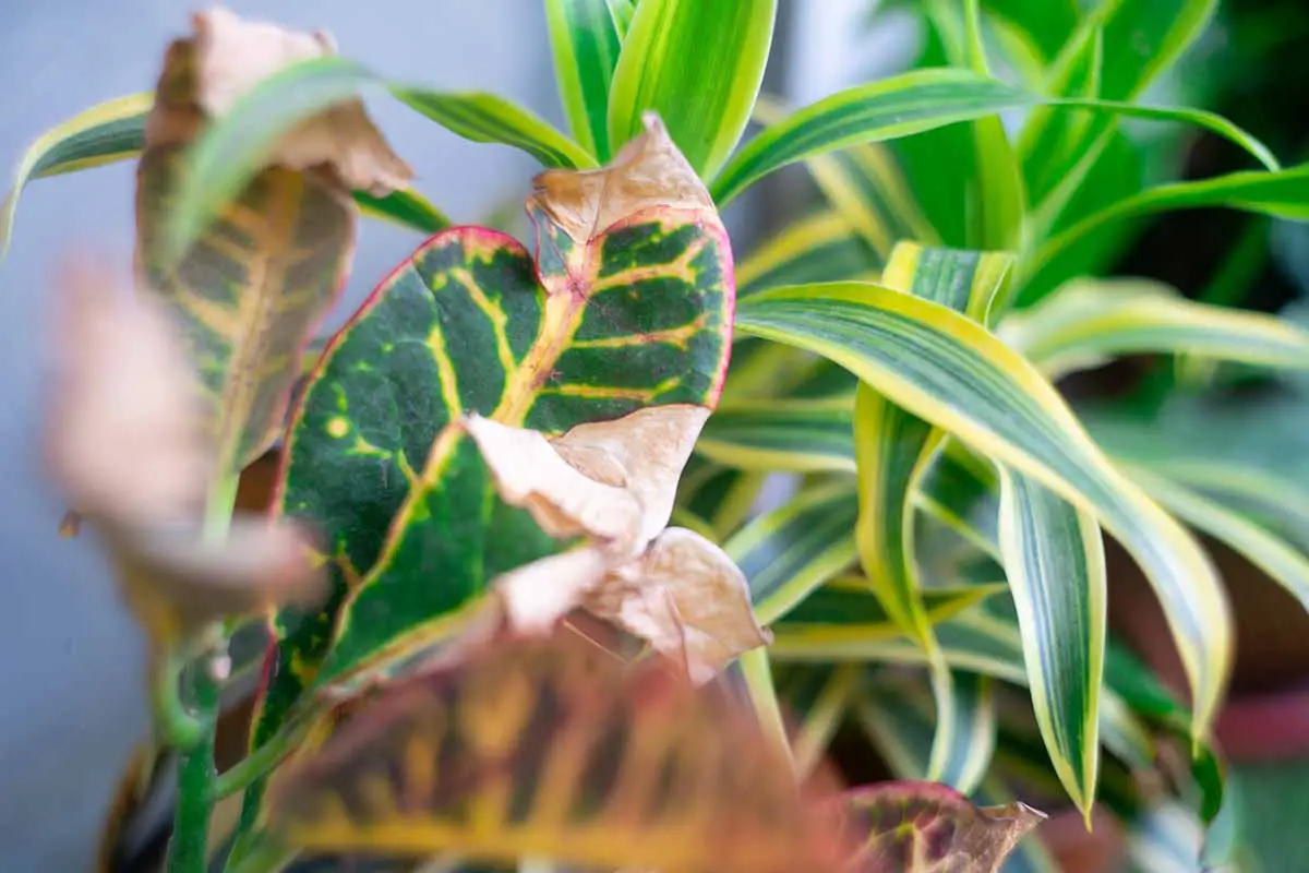 Una imagen horizontal de primer plano de una planta croton con follaje que se está volviendo marrón.