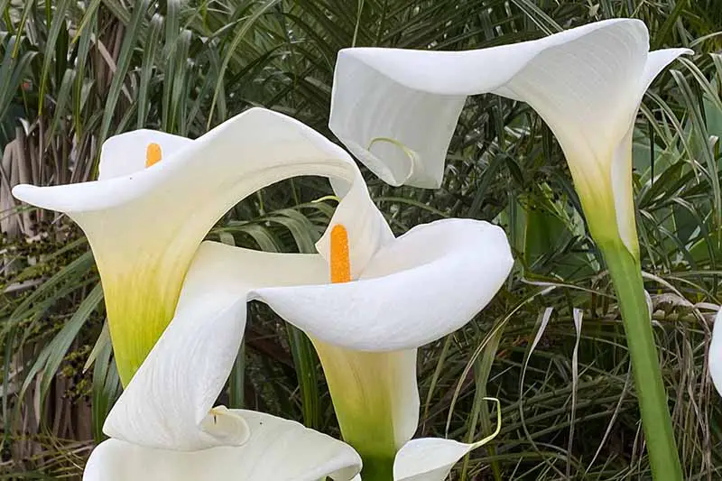 Una imagen horizontal de primer plano de las flores blancas de Zantedeschia 'Crowborough' que crecen en un borde de jardín.