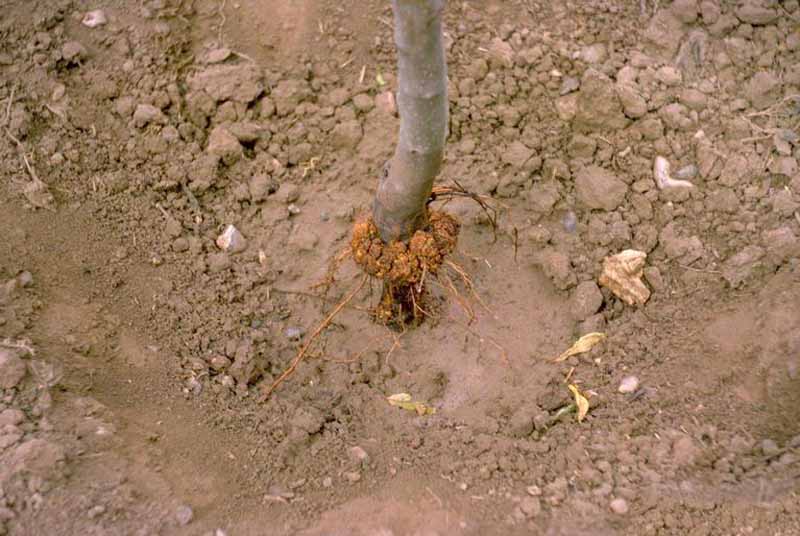 Un tronco de manzano joven con hiel de la corona en su base.