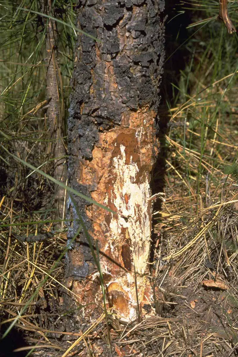 Una imagen vertical de cerca de un árbol que sufre pudrición de la corona como resultado del hongo de la miel (Armillaria).