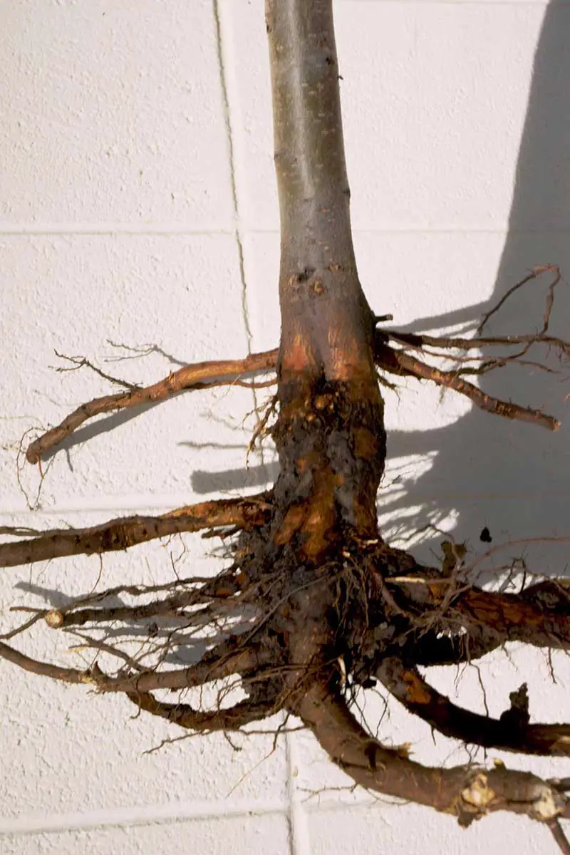 Una imagen vertical de cerca de una planta excavada en el suelo que sufre de podredumbre de raíz y corona sobre una superficie blanca.