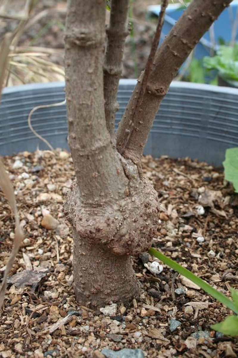 Un árbol joven en una maceta de vivero que muestra signos de agallas en la base de su tronco.