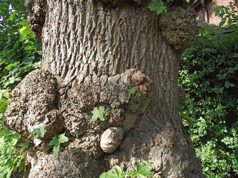 Primer plano de una hiel de la corona en el tronco de un árbol maduro.