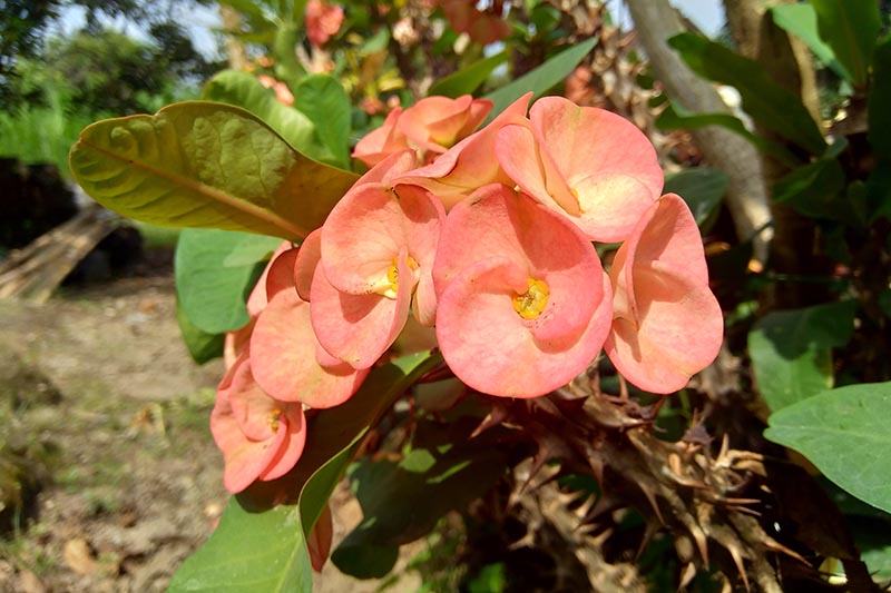 Un primer plano de las flores naranjas de la planta de la corona de espinas que crece en el jardín sobre un fondo de enfoque suave.