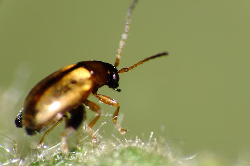 Una imagen horizontal de primer plano de un escarabajo de pulgas crucíferas en una hoja con gran aumento en la imagen sobre un fondo de enfoque suave.