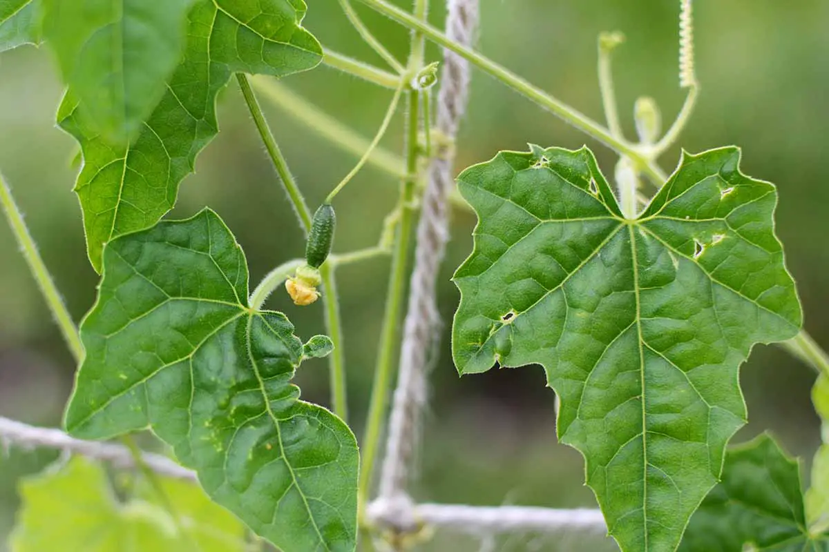 Una imagen horizontal de cerca de una planta de cucamelon que crece en el jardín sostenida por un enrejado de cuerda.