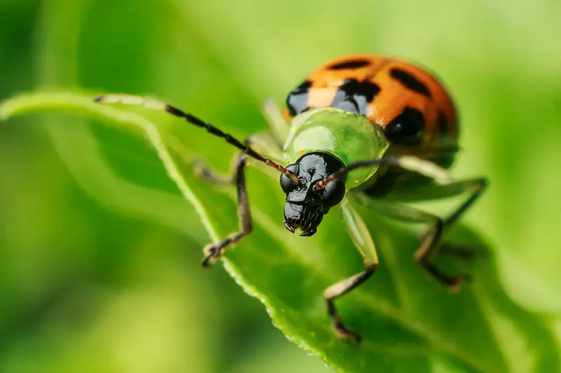 Un primer plano de un escarabajo de pepino manchado sobre una hoja verde, sobre un fondo de enfoque suave.