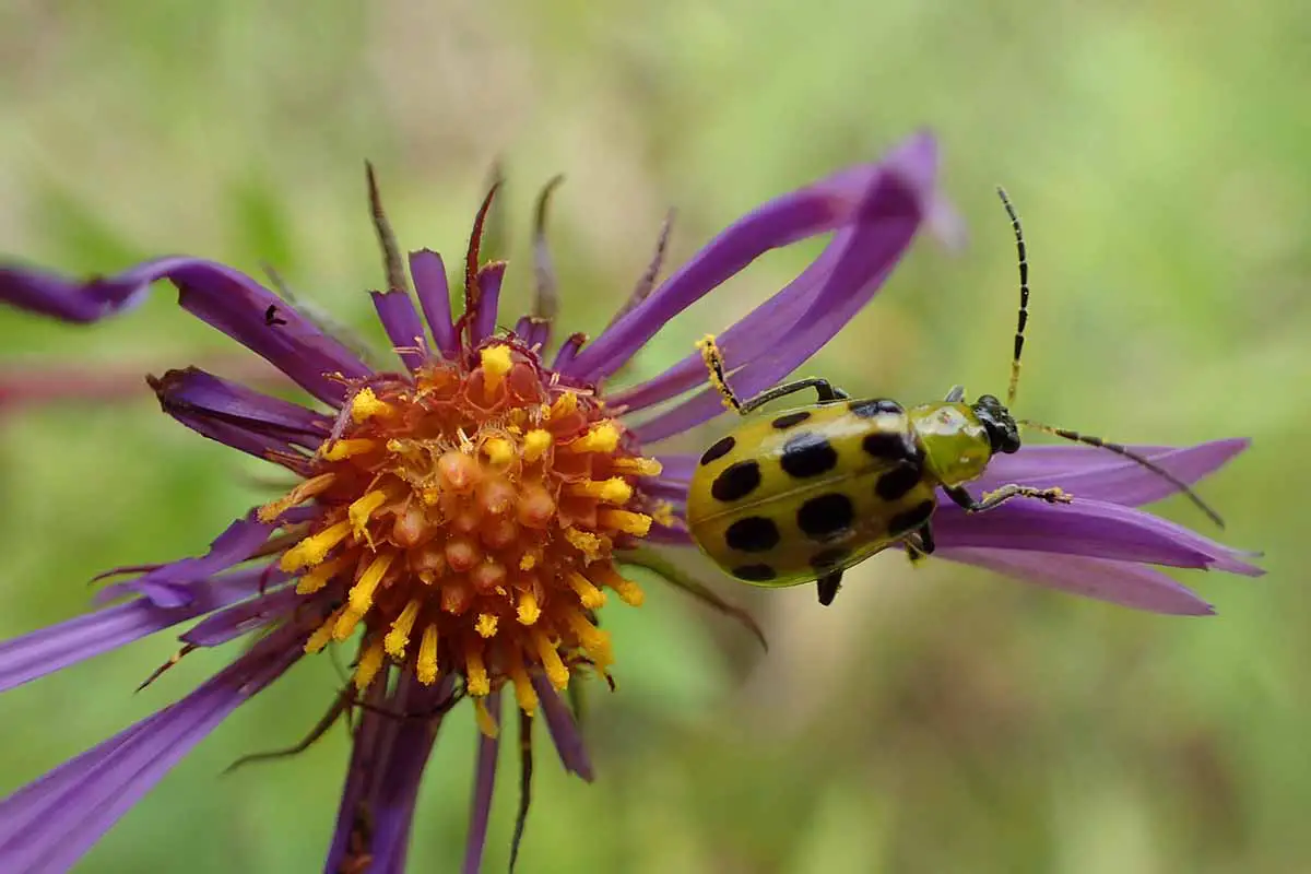 Una imagen horizontal de primer plano de un escarabajo de pepino en una flor morada representada en un fondo de enfoque suave.