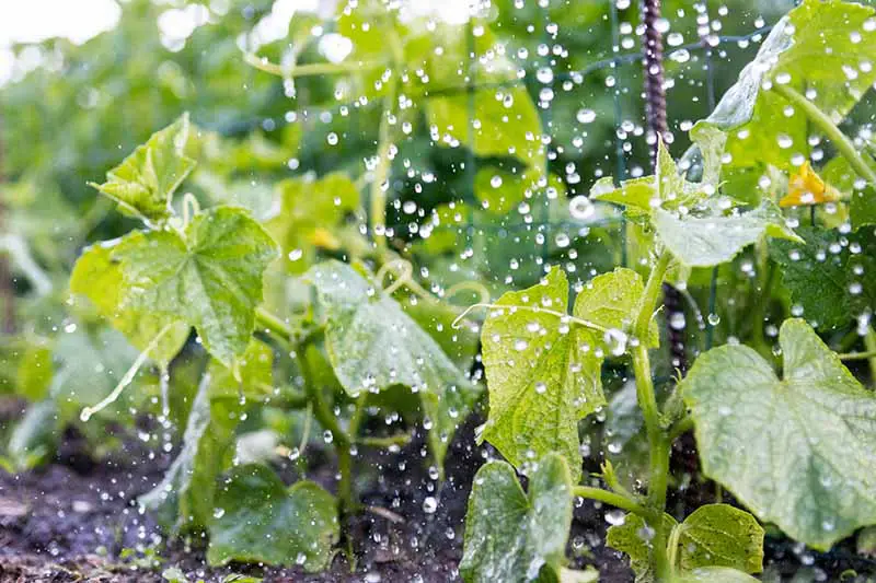 Una imagen horizontal de cerca de plantas de pepino en el jardín con gotas de lluvia cayendo sobre el follaje.