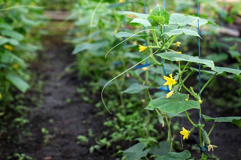 Una imagen horizontal de primer plano de hileras de plantas vegetales que crecen en el jardín con el apoyo de una cuerda.