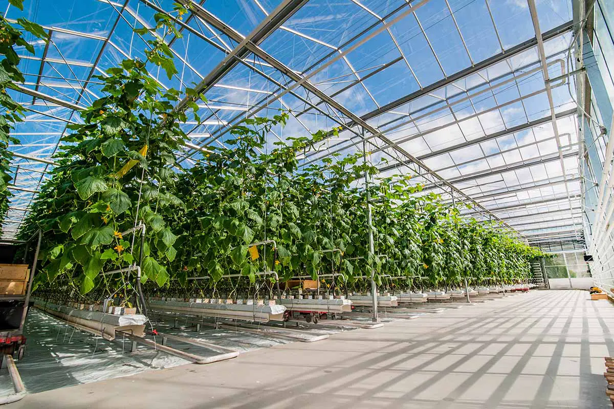Una imagen horizontal de un gran invernadero comercial con hileras de pepinos en crecimiento.
