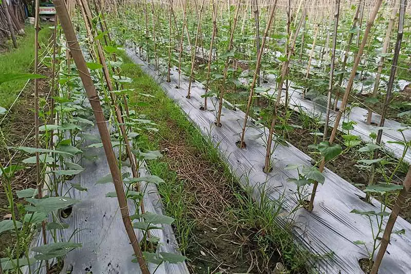 Una imagen horizontal de una plantación comercial de pepinos con estacas de bambú y tela de paisaje en la base de las vides.