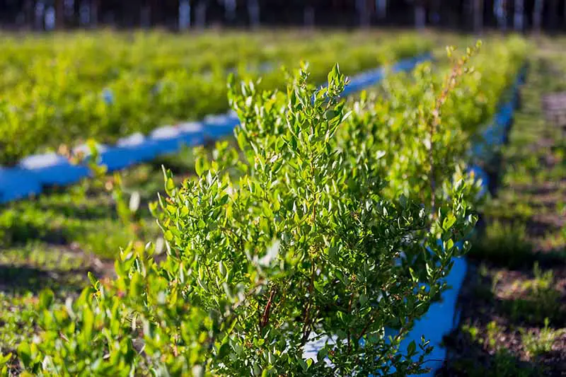 Una imagen horizontal de primer plano de arbustos de arándanos lowbush (Vaccinium angustifolium) que crecen en hileras cultivadas representadas a la luz del sol.