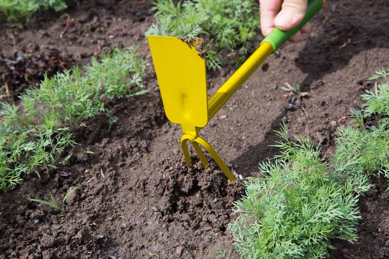 Un primer plano de una mano desde la parte superior del marco cultivando el suelo entre dos hileras de plantas de eneldo (Anethum graveolens), en un día soleado.