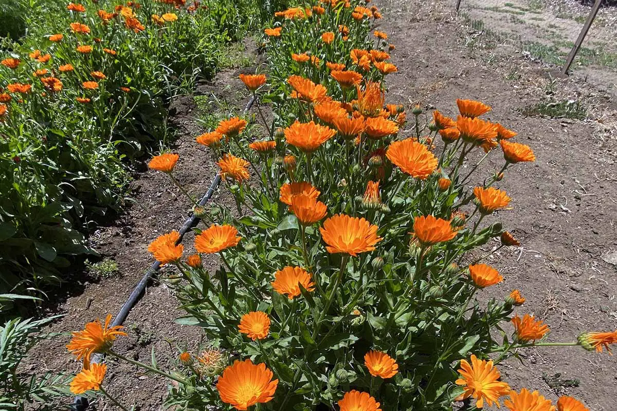 Una imagen horizontal de primer plano de filas de flores de caléndula naranja que crecen en un jardín de hierbas.