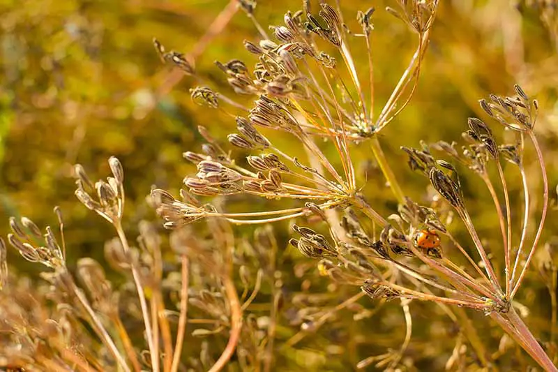 Un primer plano de los tallos de flores secas del Cuminum cyminum con semillas listas para cosechar a la luz del sol sobre un fondo de enfoque suave.