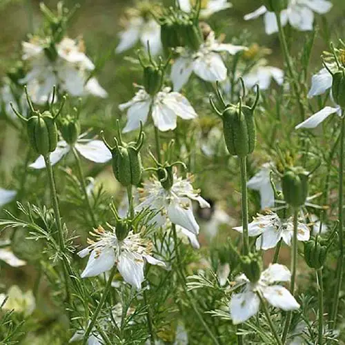 Un primer plano de una planta de Cuminum cyminum que crece en el jardín con un suave follaje plumoso y flores blancas a punto de sembrar semillas, en la foto a la luz del sol que se desvanece en un enfoque suave en el fondo.