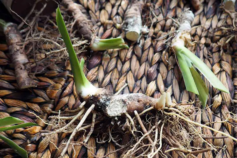 Una imagen horizontal de primer plano de rizomas de iris sobre una superficie de mimbre que se ha espolvoreado con un fungicida para su almacenamiento.