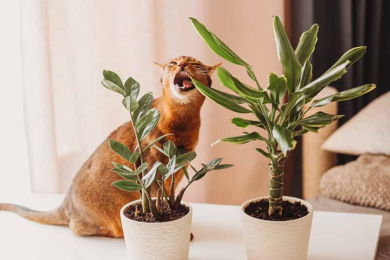 Una imagen horizontal de primer plano de un gato curioso masticando una planta de interior.