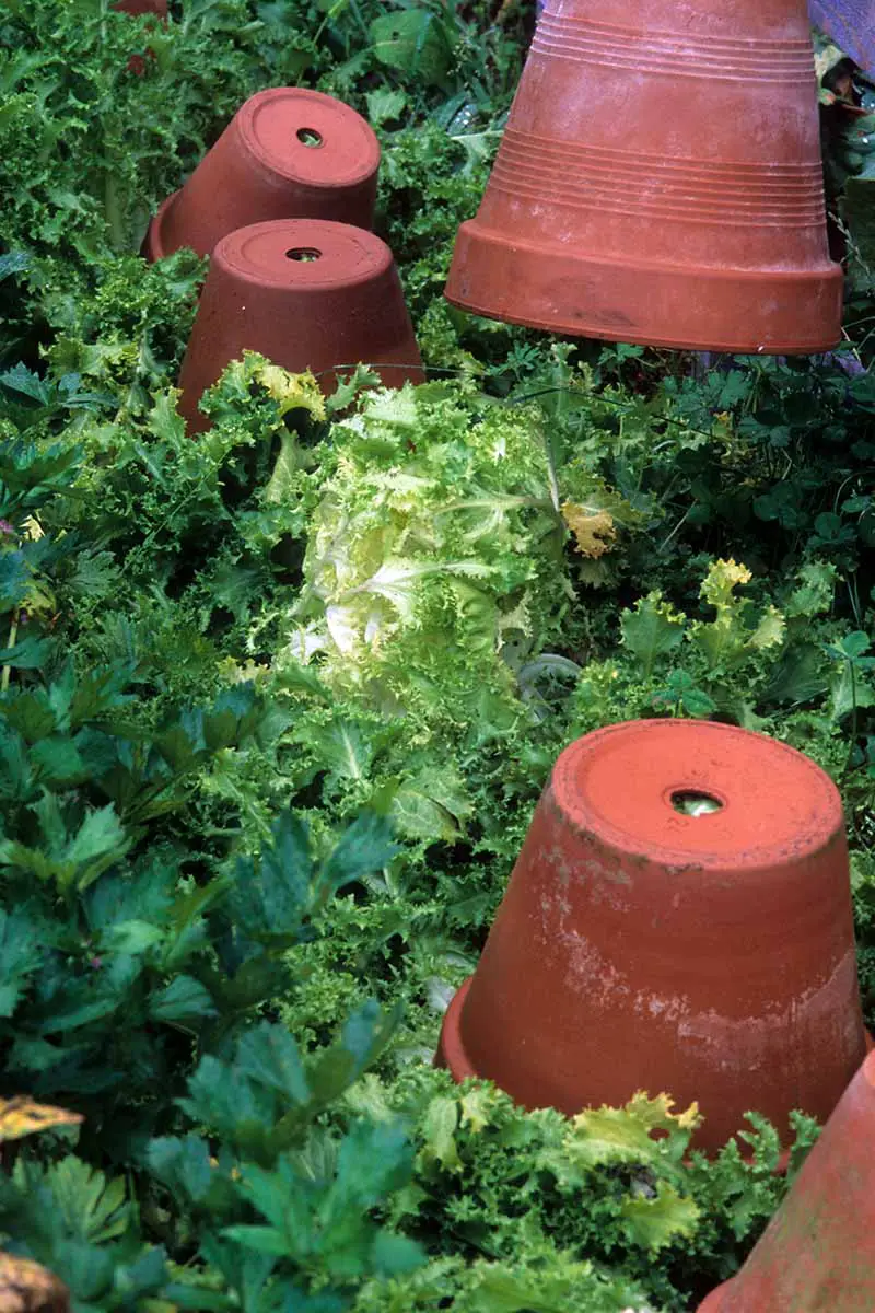Una imagen vertical de cerca de Cichorium endivia frisee creciendo en el jardín con macetas de terracota usadas para blanquear.