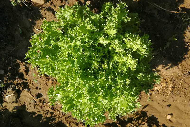 Una imagen horizontal de arriba hacia abajo de una cabeza de escarola rizada que crece en el jardín lista para cosechar, fotografiada con luz solar filtrada.